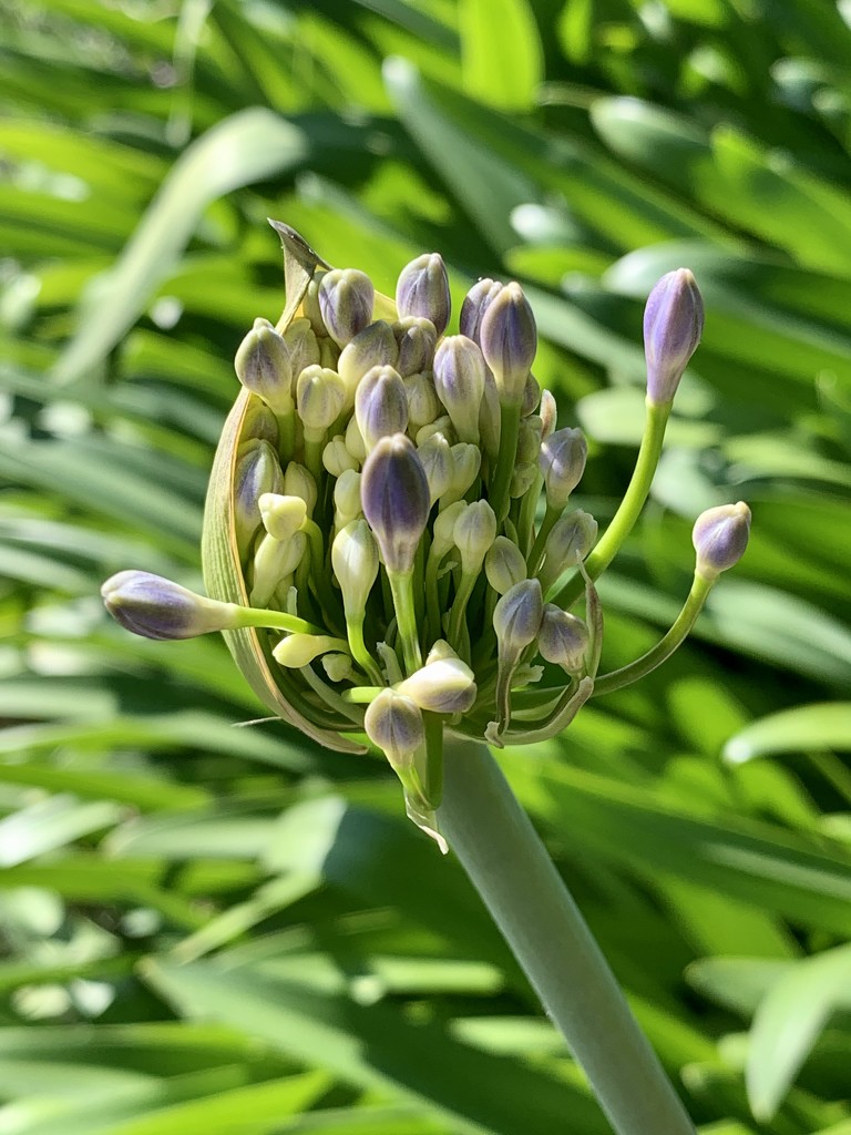 Agapanthus begins to bloom by shookchung