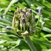 Agapanthus begins to bloom by shookchung