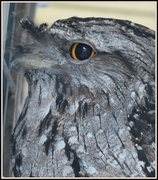 7th Jun 2020 - Frogmouth Owl