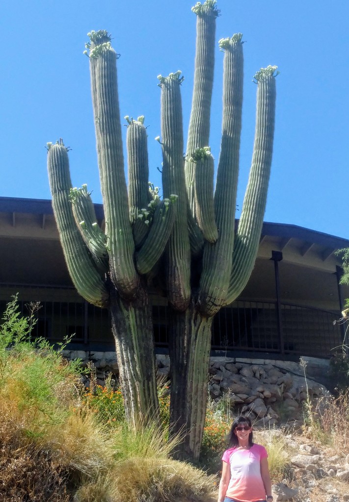 Very Old Saguaro Cacti by harbie
