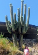 6th Jun 2020 - Very Old Saguaro Cacti