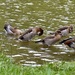 Egyptian Geese by wakelys