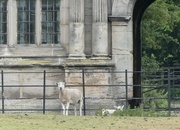 7th Jun 2020 - Stately home with sheep