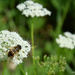 Bee by parisouailleurs