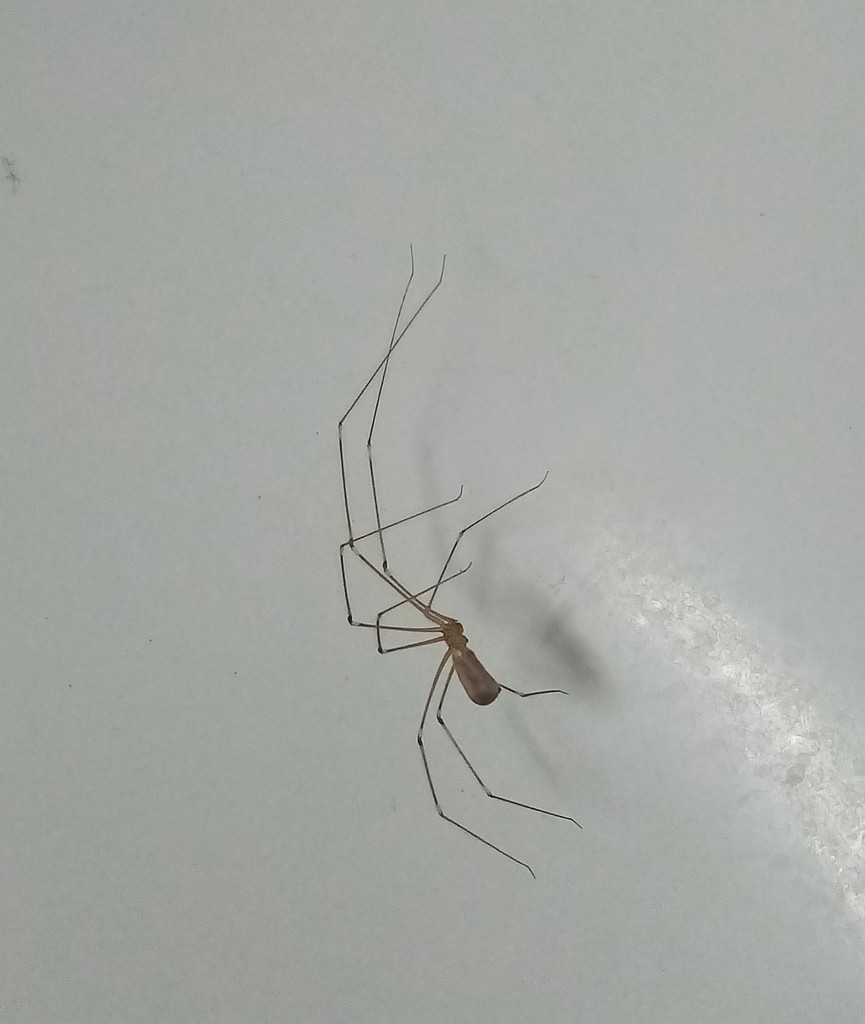 Spider In The Bath  by g3xbm