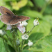 Meadow Brown butterfly by rumpelstiltskin