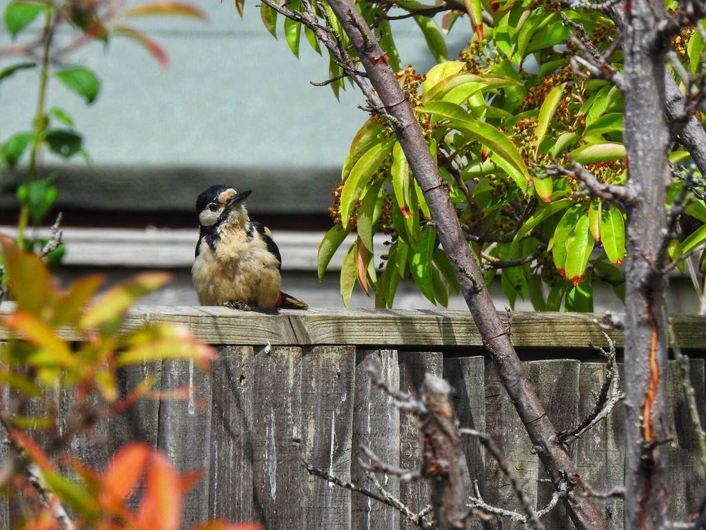 Baby Woodpecker by mattjcuk
