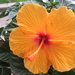 Flower from our ornamental hibiscus tree by bruni