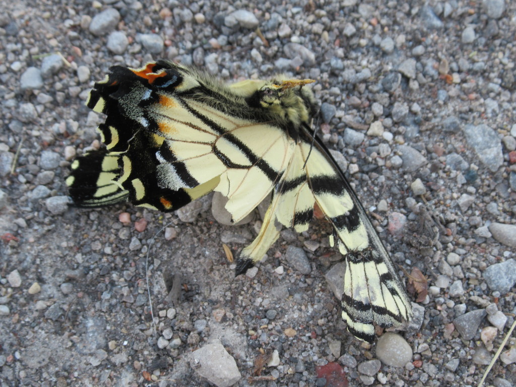 Beautiful butterfly by bruni