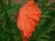 7th Jun 2020 - Some raindrop shots seemed topical today!