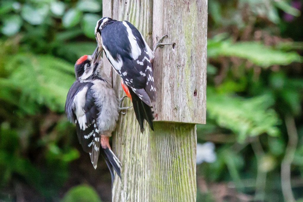 Baby woodpecker feeding by pamknowler