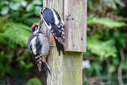 7th Jun 2020 - Baby woodpecker feeding