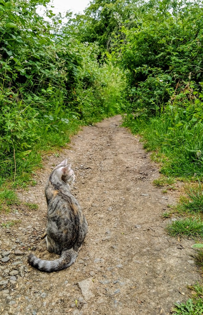 Calico tabby cat, path towards Debden House by boxplayer