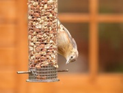 7th Jun 2020 -  Young Nuthatch 