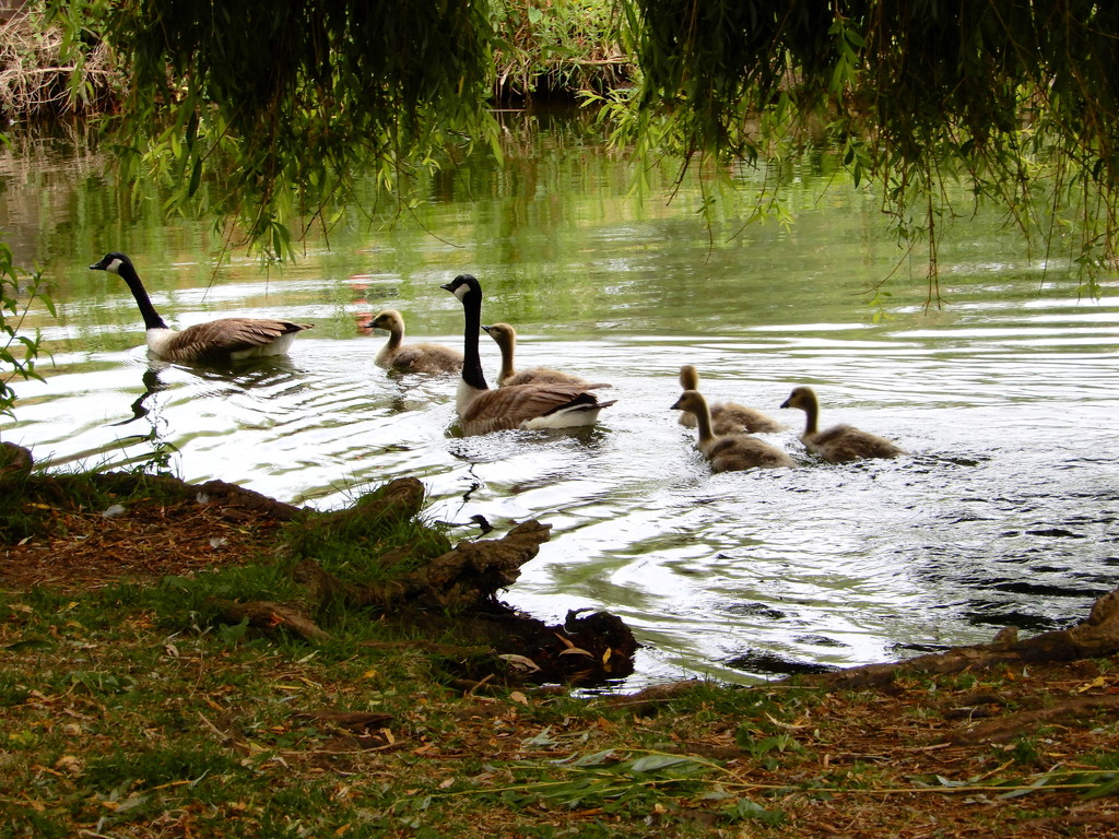 Canada geese family by busylady