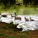 Canada geese family by busylady