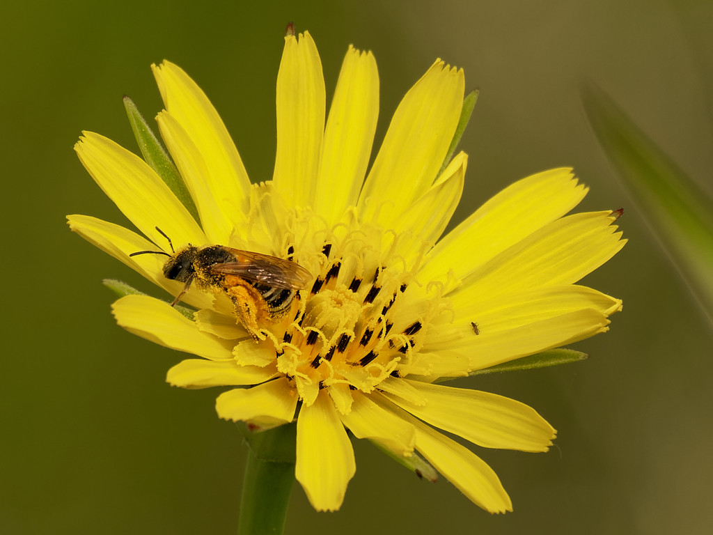 bee and salsify by rminer
