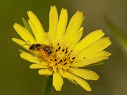 7th Jun 2020 - bee and salsify