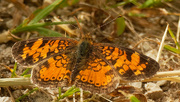 7th Jun 2020 - northern crescent butterfly