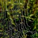 One Big Web by milaniet