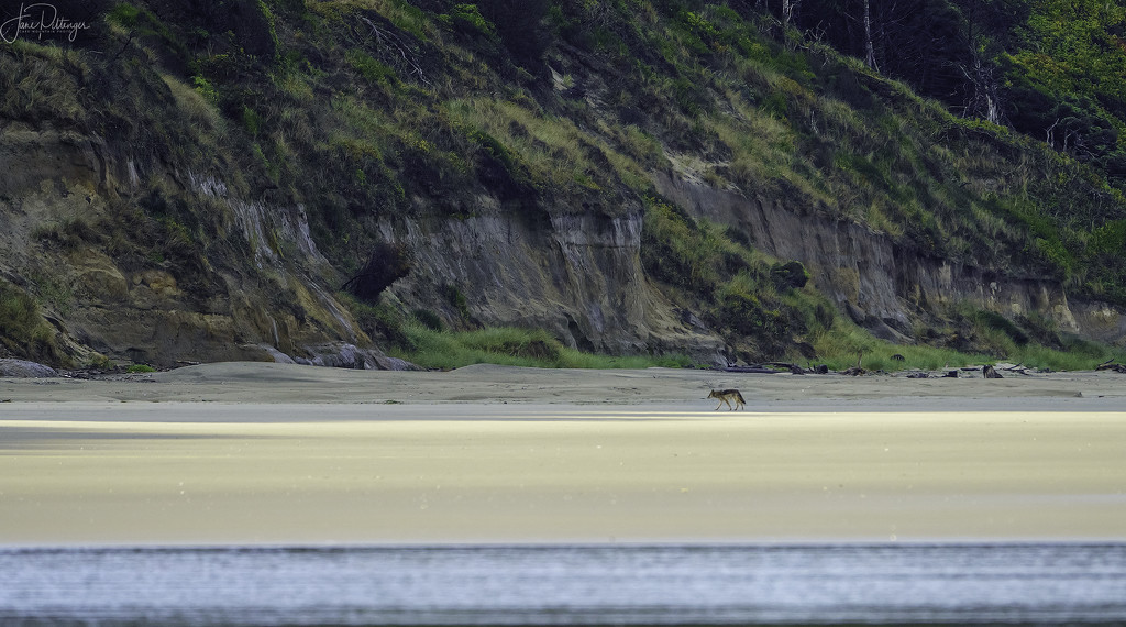 Coyote On the Morning Beach  by jgpittenger