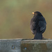 Blackbird by yorkshirekiwi