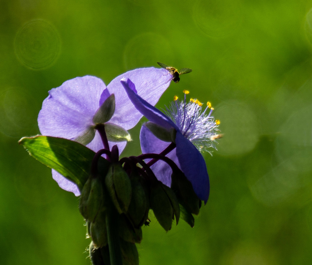 Spiderwort with insect by randystreat