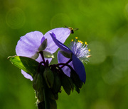 7th Jun 2020 - Spiderwort with insect
