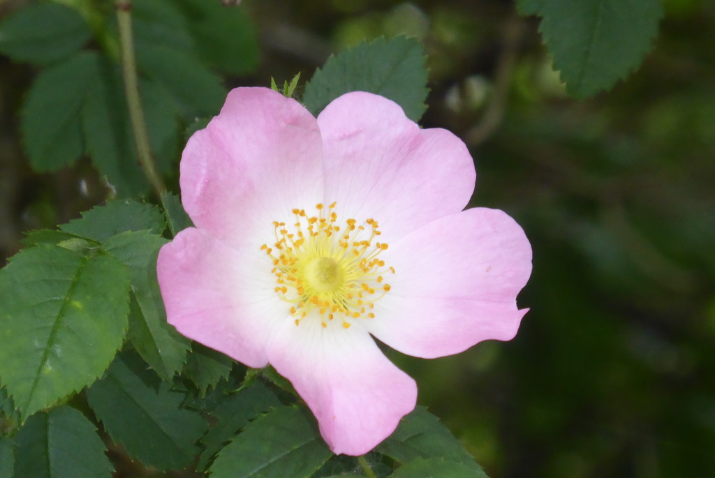 Dog Rose by speedwell