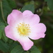 Dog Rose by speedwell
