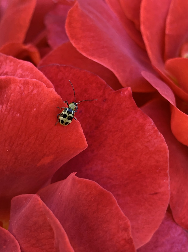 The cucumber beetle in a sea of red by shookchung