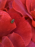7th Jun 2020 - The cucumber beetle in a sea of red