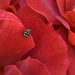 The cucumber beetle in a sea of red by shookchung