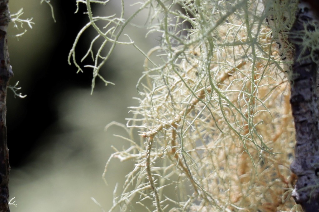 Lichen by sandradavies