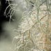 Lichen by sandradavies