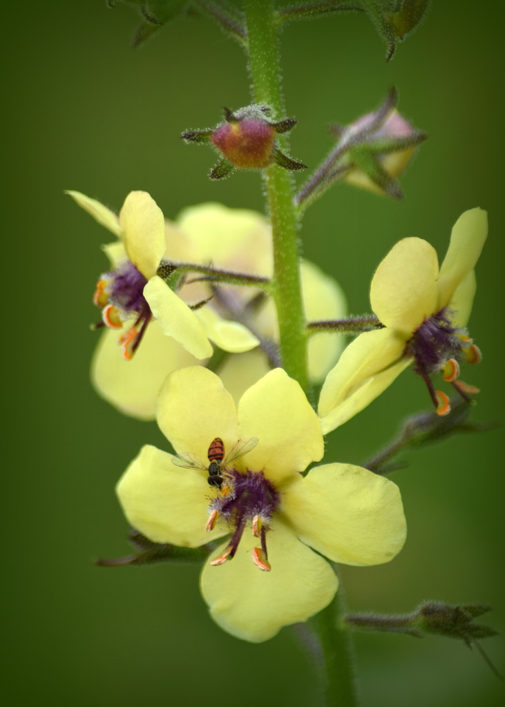 Yellow Wildflowers by genealogygenie