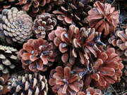 30th May 2020 - Pine Cones