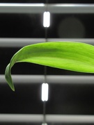 28th May 2020 - Leaf and Blinds