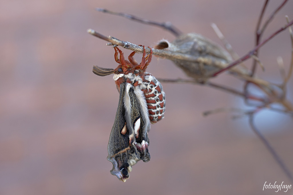 The cecropia moth by fayefaye