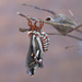 The cecropia moth by fayefaye
