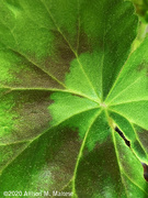 6th Jun 2020 - Geranium Leaf
