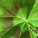 Geranium Leaf by falcon11