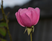 5th Jun 2020 - A single pink rose....