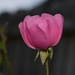A single pink rose.... by homeschoolmom