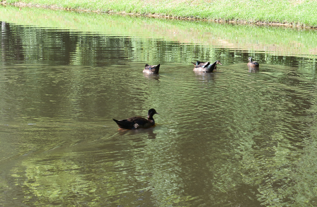 Duck Family Swim by homeschoolmom