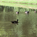 Duck Family Swim by homeschoolmom