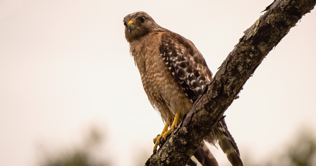 Red Shouldered Hawk Searching for a Snack! by rickster549