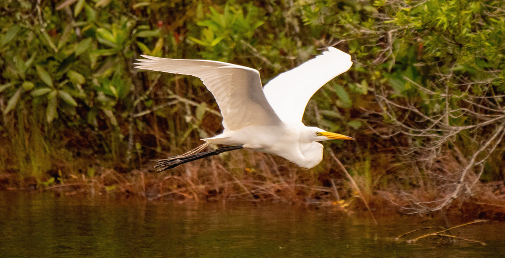 Egret on the Fly-away! by rickster549