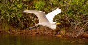 7th Jun 2020 - Egret on the Fly-away!