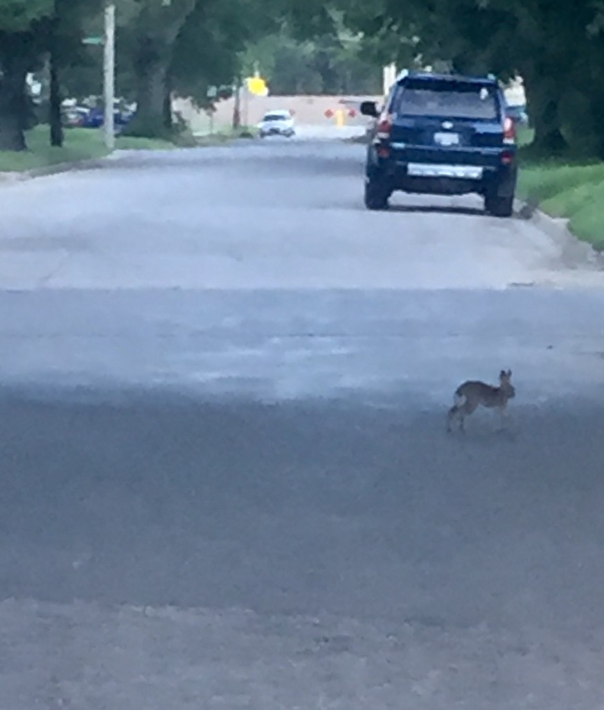 Wild - rabbit - across the street  by mcsiegle